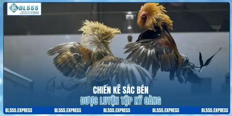 Chiến kê sắc bén, được luyện tập kỹ càng